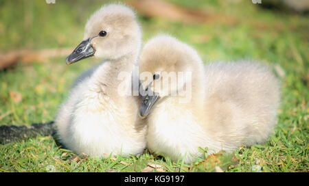 Close up image d'une paire de jolie de cygne noir (Cygnus atratus) cygnets Banque D'Images