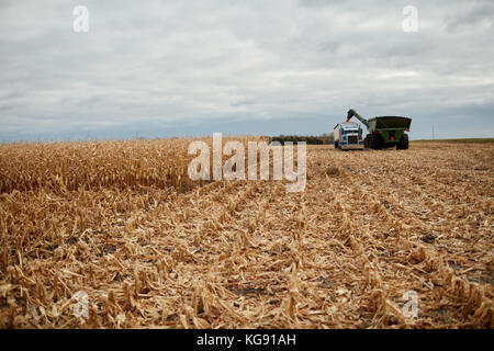 Déchargement de moissonneuse-batteuse maïs récoltés dans une remorque sur un semi pour le transport vers un entrepôt à la lisière d'un champ moissonné en partie Banque D'Images