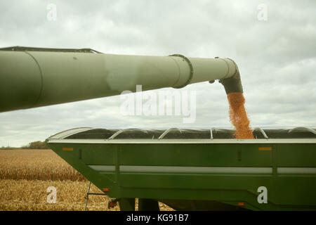 Remorque agricole d'être rempli de maïs récoltés par le bras et la trémie d'une moissonneuse-batteuse vue le long de sa longueur pour la coulée en grains Banque D'Images