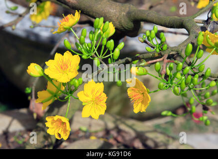 Arbre généalogique mai hoa (ochna integerrima) fleur, nouvel an lunaire traditionnel au vietnam Banque D'Images