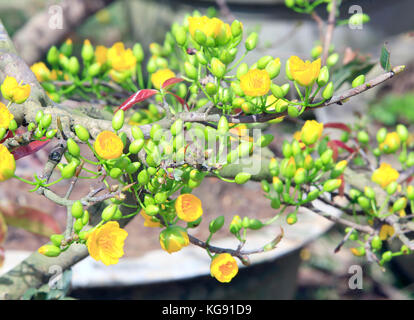 Arbre généalogique mai hoa (ochna integerrima) fleur, nouvel an lunaire traditionnel au vietnam Banque D'Images