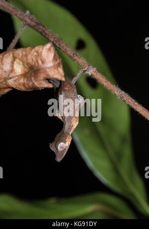 Gecko à queue de feuille sataniques (Uroplatus phantasticus) camoufle comme des feuilles mortes. Madagascar, Afrique. Banque D'Images