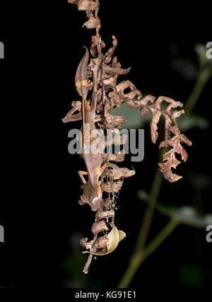 Gecko à queue de feuille sataniques (Uroplatus phantasticus) camoufle comme des feuilles mortes. Madagascar, Afrique. Banque D'Images