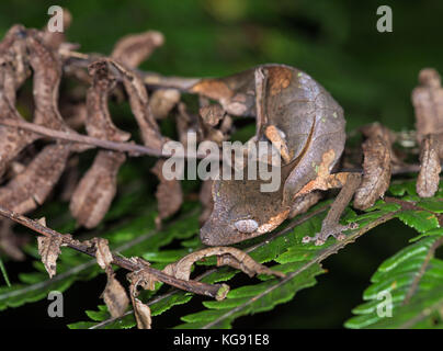 Gecko à queue de feuille sataniques (Uroplatus phantasticus) camoufle comme des feuilles mortes. Madagascar, Afrique. Banque D'Images