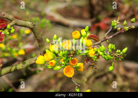 Arbre généalogique mai hoa (ochna integerrima) fleur, nouvel an lunaire traditionnel au vietnam Banque D'Images