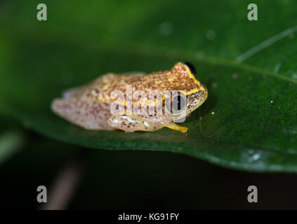 Un petit besileo reed grenouille (heterixalus betsileo) sur une feuille verte. Madagascar, Afrique. Banque D'Images