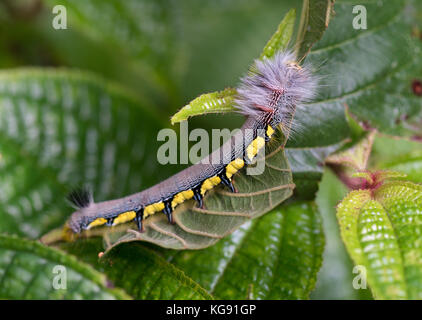 Hairy caterpillar colorés sur feuilles vertes. Madagascar, Afrique. Banque D'Images