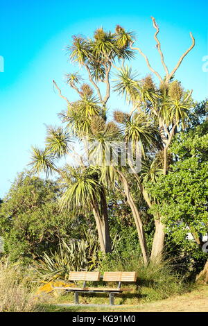 Le banc d'un parc à l'usage du public en dessous d'un grand arbre indigène de la Nouvelle-Zélande cordyline australis (chou) Banque D'Images