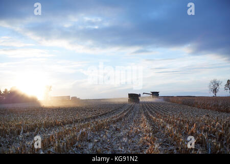 Les machines agricoles et la poussière illuminée par le coucher du soleil lumière parmi les chaumes de blé pendant la période de récolte. Banque D'Images