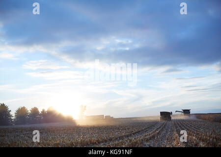 Les agriculteurs récolte d'un grand champ de maïs au coucher du soleil avec des moissonneuses-batteuses, tracteur et semi remorque un éclairé par la lueur brillante du soleil sur l'horizon Banque D'Images