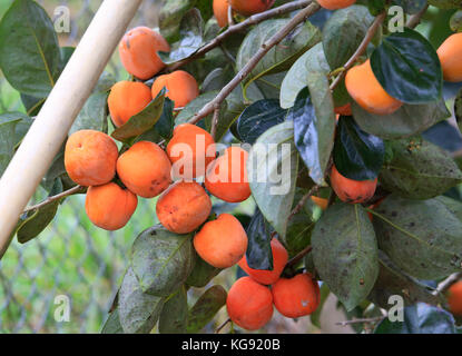 Persimmon tree avec beaucoup de kakis en automne Banque D'Images