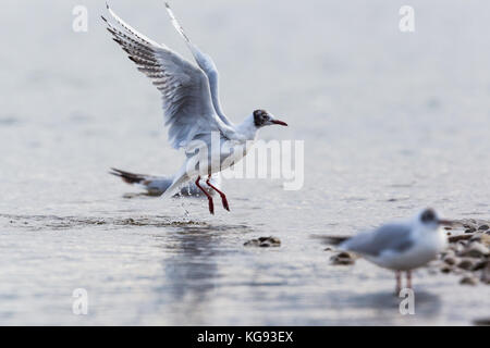 Mouette à tête noire naturelle (Larus ridibundus) surface de l'eau Banque D'Images