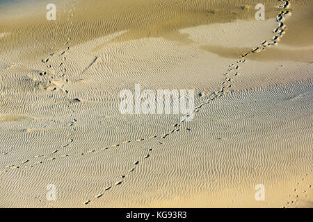 Dunes sur l'isthme de Courlande Banque D'Images