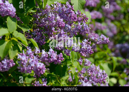 Floraison rose lilas Banque D'Images