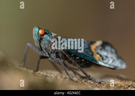 Insecte macro dans le Parc National de Tangkoko. Nord de Sulawesi, en Indonésie. Banque D'Images