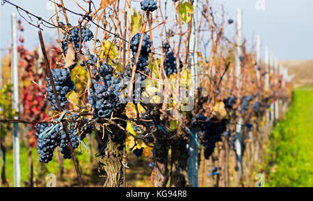 Vue rapprochée de la vigne raisin dans vintage automne après la récolte, le mûrissement sur le vin de glace - sur une journée ensoleillée Banque D'Images