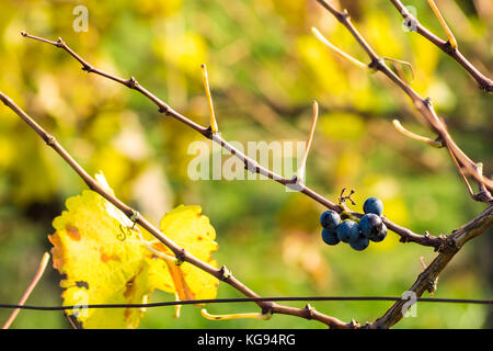 Vue rapprochée de la vigne raisin dans vintage automne après la récolte, le mûrissement sur le vin de glace - sur une journée ensoleillée Banque D'Images