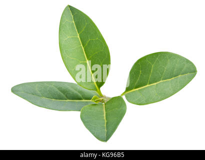 Le buis kushch leaf isolated on white background with clipping path Banque D'Images