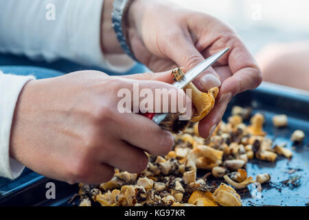 Champignons Nettoyage Banque D'Images