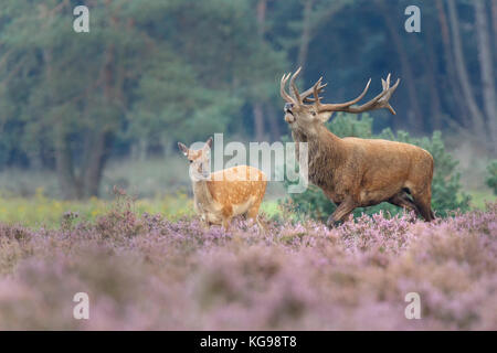 Red Deer (Cervus elaphus) Le Parc national Hoge Veluwe, Netherland, Europe Banque D'Images