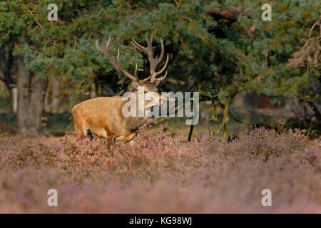 Red Deer (Cervus elaphus) Le Parc national Hoge Veluwe, Netherland, Europe Banque D'Images