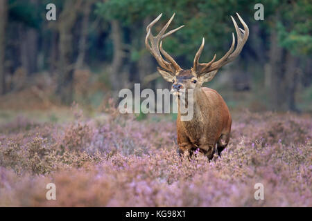 Red Deer (Cervus elaphus) Le Parc national Hoge Veluwe, Netherland, Europe Banque D'Images