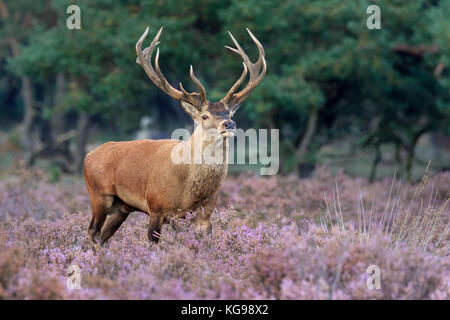 Red Deer (Cervus elaphus) Le Parc national Hoge Veluwe, Netherland, Europe Banque D'Images