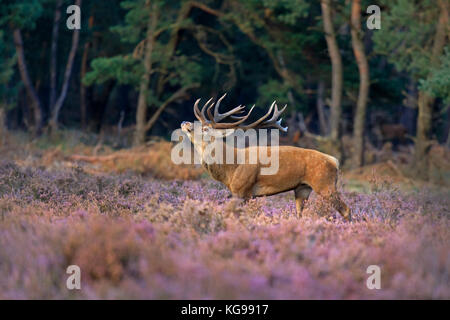 Red Deer (Cervus elaphus) Le Parc national Hoge Veluwe, Netherland, Europe Banque D'Images