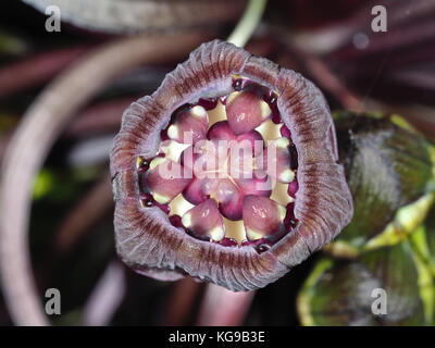 Fleur noir bat (Tacca chantrieri) 'oeil' close-up Banque D'Images