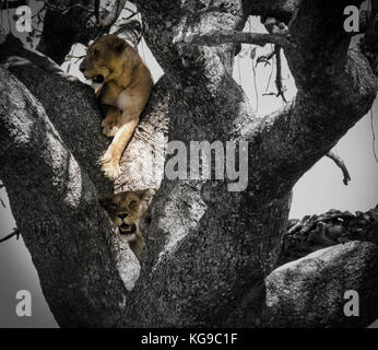 Lion dans un arbre Banque D'Images