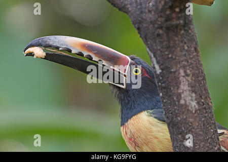 Les détails des factures d'un aracari près de sarapiqui de costa rica Banque D'Images