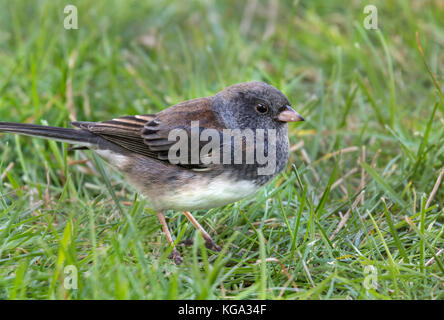 Le Junco ardoisé (Junco hyemalis), Ames, Iowa, USA. Banque D'Images
