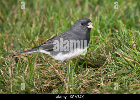 Le Junco ardoisé (Junco hyemalis), Ames, Iowa, USA. Banque D'Images