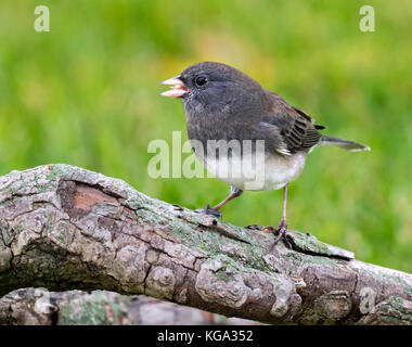 Le Junco ardoisé (Junco hyemalis), Ames, Iowa, USA. Banque D'Images