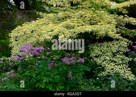 Cornus controversa variegata, Thalictrum aquilegifolium, omphalodes verna, arbre, arbres, plantes vivaces, les plantes, la plantation d'arbres, gâteau de mariage, Variega Banque D'Images