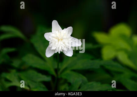 Anemone nemorosa vestal, blanc, double, anémones, fleurs, fleur, fleurs, bois, bois, ombre, ombre, Ombre, plante, fleurs RM Banque D'Images