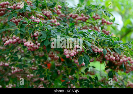 Enkianthus campanula rubra, fleur, fleurs, floraison, cloches, bell-like, printemps, arbuste, petit arbre, Fleurs RM Banque D'Images