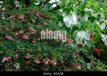 Enkianthus campanula rubra, fleur, fleurs, floraison, cloches, bell-like, printemps, arbuste, petit arbre, Fleurs RM Banque D'Images