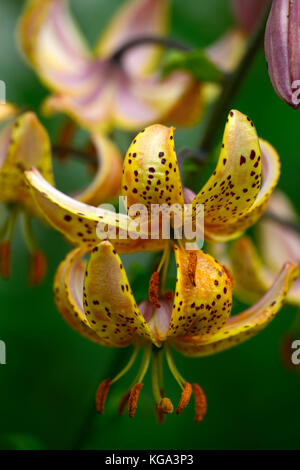 Lis martagon, Lilium Martagon Hansonii, Lily, lillies, jaune, orange, taches, repéré, tachetés, fleur, fleurs, plantes vivaces, Hanson's lily, Japonais Banque D'Images