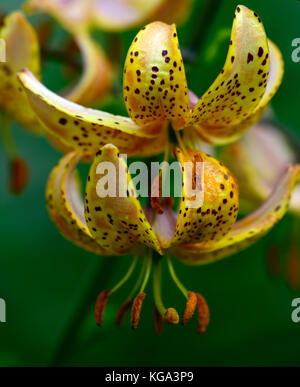 Lis martagon, Lilium Martagon Hansonii, Lily, lillies, jaune, orange, taches, repéré, tachetés, fleur, fleurs, plantes vivaces, Hanson's lily, Japonais Banque D'Images