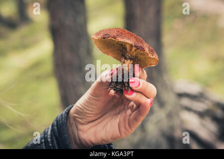 Femme tenant un champignon à Cortina D'Ampezzo, Dolomites, Italie Banque D'Images