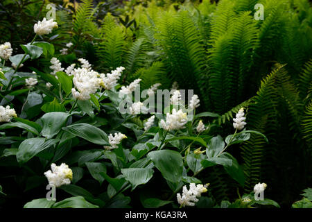 Maianthemum racemosum,American spikenard, faux nard, blanc, fleurs,racèmes simples, panicules, bois, bois, ombre, Ombre, ombre, jardin, Fleurs RM Banque D'Images