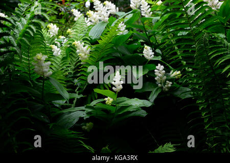 Maianthemum racemosum,American spikenard, faux nard, blanc, fleurs,racèmes simples, panicules, bois, bois, ombre, Ombre, ombre, jardin, Fleurs RM Banque D'Images