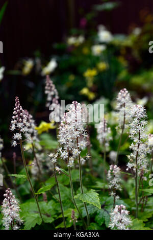 Tiarella spring symphony, la floraison, la couverture du sol, d'ombre, jardin, plante, fleur, foamflower, plantes vivaces, fleurs,Fleurs RM Banque D'Images