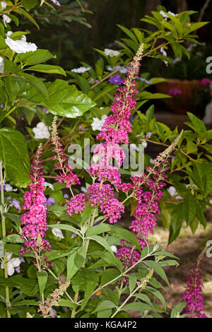 Rouge Magenta épis de fleurs parfumées de Buddleia arbuste jardin 'CranRazz', avec des feuilles vert en arrière-plan Banque D'Images