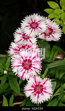 Dianthus barbatus, cluster de superbes fleurs blanches avec des stries rouge vif avec des pétales légèrement froufrous & feuilles vertes sur fond noir Banque D'Images