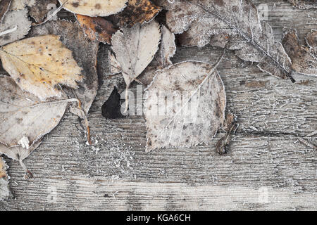 Les feuilles d'automne sec tombé avec hoarfrost jeter sur planche de bois gris, gelées précoces de texture de fond photo Banque D'Images