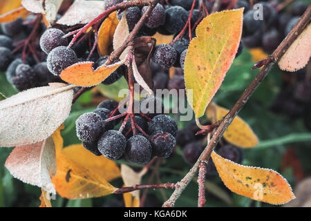 Petits fruits en octobre park aronia chokeberry couverte de givre., macro photo avec selective focus Banque D'Images