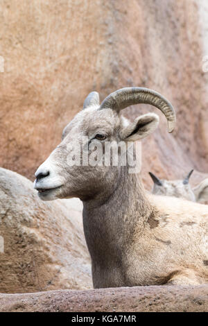 Mouflon désert - Ovis canadensis nelsoni prisonnier Banque D'Images