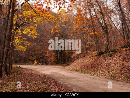 Un beau chemin de terre sinueux à travers l'automne dans le nord-ouest de la Pennsylvanie woods Banque D'Images